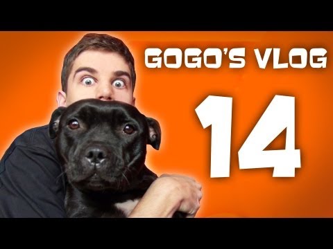 gogo